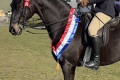 Amy-Jones-Horse_Pony-Scottshall-Socialite