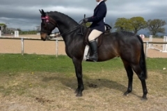 Caroline-ainley-Horse_Pony-Raemoir-savior-gre