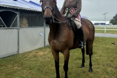 Indie-McNaughton-Horse_Pony-Treverbyns-Fred