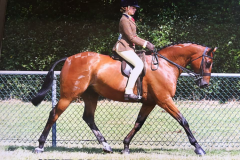 Ellie Sedgwick Horse:Pony Raemori So Mighty