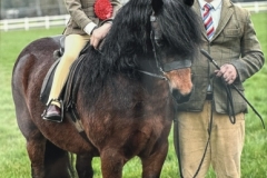 Beatrice-Stanford-Horse_Pony-Newoak-Super-Trooper