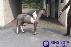 Hannah Bradley and Ujenik Dudes Sombrero copy