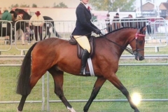 Cointreau ridden by Leanne Smith