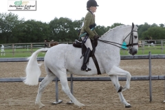 Claire-Croucher-Horse_Pony-Clives-Number-Five