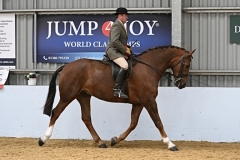 Matthew-Ainsworth-Horse_Pony-Pembroke-Pearly-King