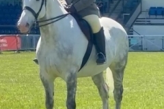 Teresa-Jones-Horse_Pony-Rosegold-of-Mourne