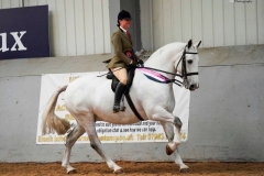 Victoria-Brooks-Horse_Pony-Cappa-Noah