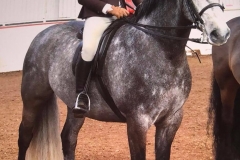 Skellorn Praire Starlight ridden by Harrison Taylor