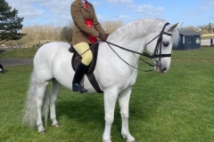 Scarlett-Sparrow-Stevens-Horse_Pony-Colwills-Silver-Hill