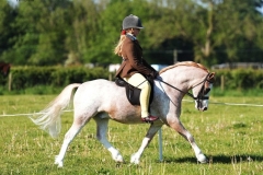 Ava-shaw-Horse_Pony-Settvalley-the-watchman