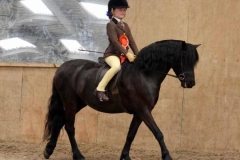 Charlotte-Turner-Horse_Pony-Dykes-Blue-Moon