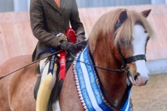 Elizabeth-Rooke-Horse_Pony-Wellbank-Gabriel