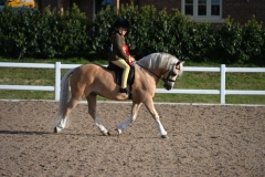 Jemima-Makin-Jones-Horse_Pony-Wernderris-Charlie-Fox