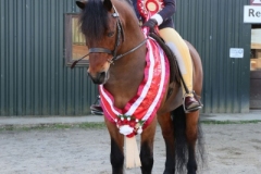 Lily-rose-Mitchell-Horse_Pony-Newoak-The-Governor