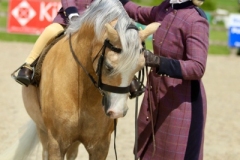 Henrietta-Salt-Horse_Pony-Finnlea-Raie