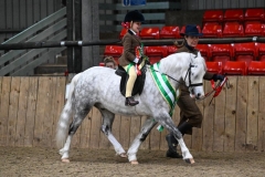 Minty-Williams-Horse_Pony-Thistledown-Drudwen