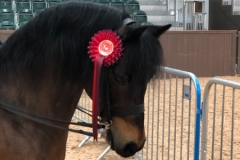 Chantelle Chapman and Vean Night Owl