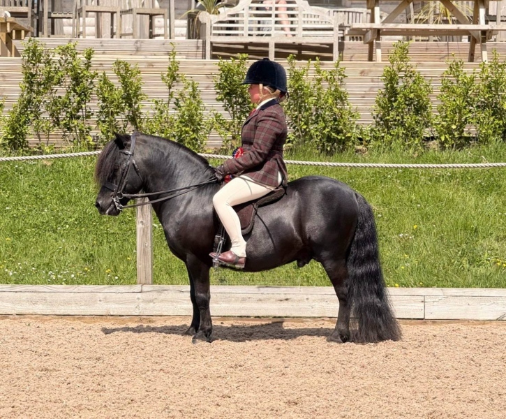 Megan-Bullen-Horse_Pony-Sharptor-Blackthorn-