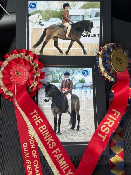 Olivia-Holmes-Horse_Pony-Anchor-Nighthawk