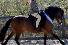 Brooklyn-oshea-Horse_Pony-Cayberry-coco-Chanel