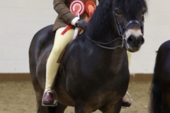 Davinia-johnson-Horse_Pony-Stowbrook-red-kite