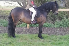 Isobel-Bromilow-Horse_Pony-Cayberry-First-Edition