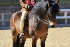 Isobel-Duke-Horse_Pony-Underhill-Pipe-Dream