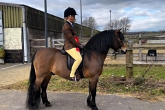 Jessica-Talbot-Horse_Pony-Collstone-Cascadian