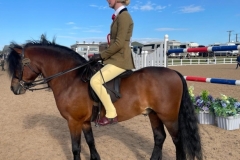 Lily-Varley-Horse_Pony-Moonvale-Master-Solomon