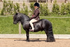 Megan-Bullen-Horse_Pony-Sharptor-Blackthorn-