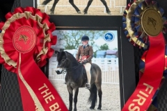 Olivia-Holmes-Horse_Pony-Anchor-Nighthawk