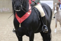 Eleanor-Lyttle-Horse_Pony-Tam-OShanter-OThe-Glens