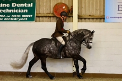 Ben-Ferris-Horse_Pony-Playmaker