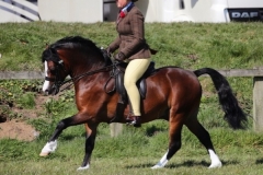 Rebecca-orr-Horse-Pony-Rhwngddwyafon-cadwgan