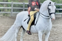 Alexandra-Svensson-Horse_Pony-Hoekhorst-Example
