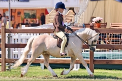 Maisie-Wright-Horse_Pony-Blanche-Goldleaf