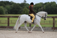 Mia-Bowers-Horse_Pony-Heniarth-Tooradin