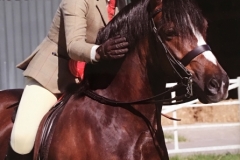 Amy Tate and Rivervalley Flash Jack