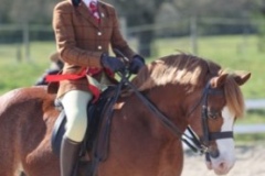 Amber-oaker-Horse_Pony-Dyffryntywi-Llewelyn