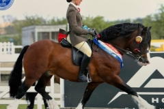 April-Gilmartin-Horse_Pony-Gems-Malt-Whiskey