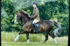 Chloe-chubb-Horse_Pony-Popsters-Mister-Nando