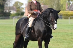 Eleanor-Smithers-Horse_Pony-Dorneyrow-Jackpot-Boy