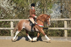 Robyn-Jayne-Hadland-Horse_Pony-Garlance-Flash-Jac