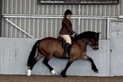 Sarah-Burkhill-Horse_Pony-Taiforgan-Cracker-Jack