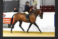 Sofia Vaughan & Bombay King Fisher