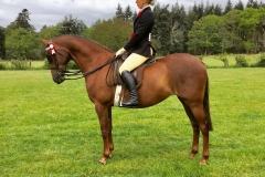 Moluccas Caraway Kitten and Amber Thorpe