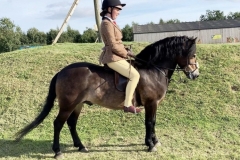 Davinia-johnson-and-Stowbrook-Red-Kite