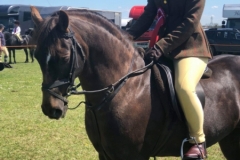 Soffia Cynwyl and Milford Fair Honeybear-2