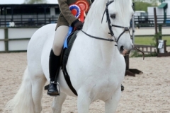 Ellis-Priestley-Horse_Pony-Blakehill-Rebel