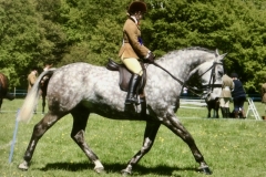 Bronte Thompson and Elysiumms New Dawn